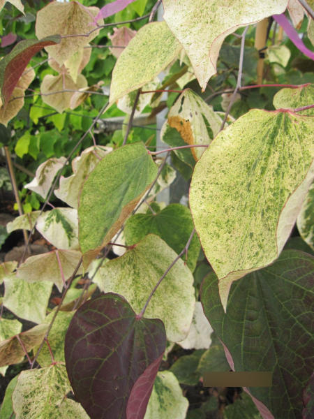 Cercis canadensis Carolina Sweetheart 4